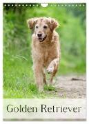 Golden Retriever (Wandkalender 2024 DIN A4 hoch), CALVENDO Monatskalender