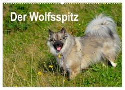 Der Wolfsspitz (Wandkalender 2024 DIN A2 quer), CALVENDO Monatskalender