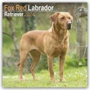 Fox Red Labrador Retriever - Fuchsroter Labrador 2024 Retriever - 16-Monatskalender