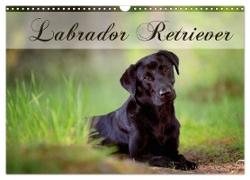 Labrador Retriever (Wandkalender 2024 DIN A3 quer), CALVENDO Monatskalender