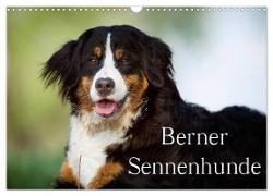 Berner Sennenhunde (Wandkalender 2024 DIN A3 quer), CALVENDO Monatskalender