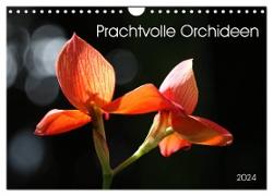 Prachtvolle Orchideen (Wandkalender 2024 DIN A4 quer), CALVENDO Monatskalender