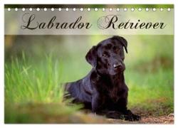 Labrador Retriever (Tischkalender 2024 DIN A5 quer), CALVENDO Monatskalender