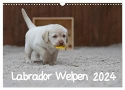 Labrador Welpen (Wandkalender 2024 DIN A3 quer), CALVENDO Monatskalender