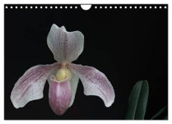 Frauenschuhe - die schönsten Orchideen der Welt (Wandkalender 2024 DIN A4 quer), CALVENDO Monatskalender