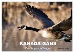 KANADA-GANS - Der 'hupende' Vogel (Wandkalender 2024 DIN A2 quer), CALVENDO Monatskalender