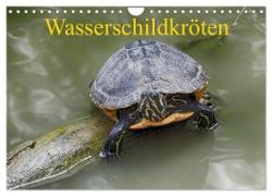 Wasserschildkröten (Wandkalender 2024 DIN A4 quer), CALVENDO Monatskalender