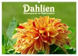 Dahlien - Blütenpracht im Spätsommer (Wandkalender 2024 DIN A2 quer), CALVENDO Monatskalender