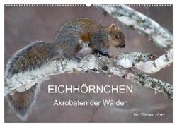 EICHHÖRNCHEN (Wandkalender 2024 DIN A2 quer), CALVENDO Monatskalender