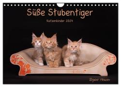 Süße Stubentiger - Katzenkinder (Wandkalender 2024 DIN A4 quer), CALVENDO Monatskalender