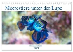 Meerestiere unter der Lupe - Unterwasserkalender (Wandkalender 2024 DIN A4 quer), CALVENDO Monatskalender
