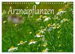 Arzneipflanzen (Wandkalender 2024 DIN A4 quer), CALVENDO Monatskalender
