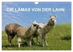 DIE LAMAS VON DER LAHN (Wandkalender 2024 DIN A4 quer), CALVENDO Monatskalender