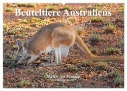 Beuteltiere Australiens (Wandkalender 2024 DIN A2 quer), CALVENDO Monatskalender