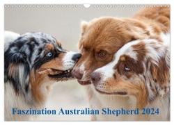 Australian Shepherd 2024 (Wandkalender 2024 DIN A3 quer), CALVENDO Monatskalender