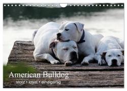 American Bulldog - stolz, loyal, einzigartig (Wandkalender 2024 DIN A4 quer), CALVENDO Monatskalender