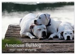 American Bulldog - stolz, loyal, einzigartig (Wandkalender 2024 DIN A3 quer), CALVENDO Monatskalender