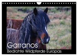 Garranos - Bedrohte Wildpferde Europas (Wandkalender 2024 DIN A4 quer), CALVENDO Monatskalender