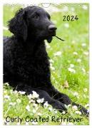 Curly Coated Retriever 2024 (Wandkalender 2024 DIN A4 hoch), CALVENDO Monatskalender