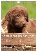 Chesapeake Bay Retriever 2024 (Wandkalender 2024 DIN A4 hoch), CALVENDO Monatskalender
