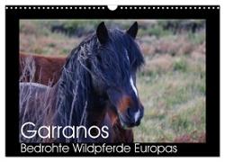 Garranos - Bedrohte Wildpferde Europas (Wandkalender 2024 DIN A3 quer), CALVENDO Monatskalender