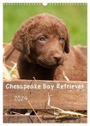 Chesapeake Bay Retriever 2024 (Wandkalender 2024 DIN A3 hoch), CALVENDO Monatskalender