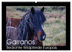 Garranos - Bedrohte Wildpferde Europas (Wandkalender 2024 DIN A2 quer), CALVENDO Monatskalender