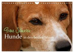 Graue Schnuten - Hunde in den besten Jahren (Wandkalender 2024 DIN A4 quer), CALVENDO Monatskalender