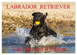Labrador Retriever - ein Herz auf 4 Pfoten (Tischkalender 2024 DIN A5 quer), CALVENDO Monatskalender