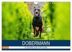 Dobermann 2024 (Wandkalender 2024 DIN A4 quer), CALVENDO Monatskalender