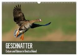 Geschnatter - Enten und Gänse in Deutschland (Wandkalender 2024 DIN A3 quer), CALVENDO Monatskalender