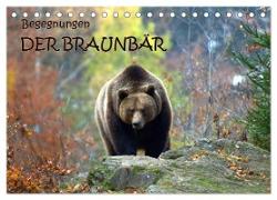 Begegnungen DER BRAUNBÄR (Tischkalender 2024 DIN A5 quer), CALVENDO Monatskalender