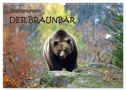 Begegnungen DER BRAUNBÄR (Wandkalender 2024 DIN A3 quer), CALVENDO Monatskalender