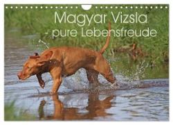 Magyar Vizsla - pure Lebensfreude (Wandkalender 2024 DIN A4 quer), CALVENDO Monatskalender