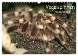 Vogelspinnen (Theraphosidae) (Wandkalender 2024 DIN A3 quer), CALVENDO Monatskalender