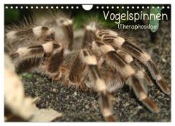 Vogelspinnen (Theraphosidae) (Wandkalender 2024 DIN A4 quer), CALVENDO Monatskalender