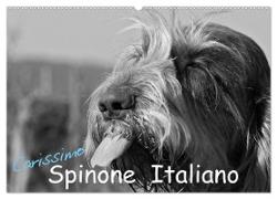 Carissimo Spinone Italiano (Wandkalender 2024 DIN A2 quer), CALVENDO Monatskalender