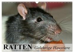 Ratten - Gelehrige Haustiere (Wandkalender 2024 DIN A3 quer), CALVENDO Monatskalender