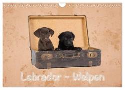 Labrador - Welpen (Wandkalender 2024 DIN A4 quer), CALVENDO Monatskalender
