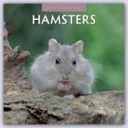 Hamsters 2024 Square Wall Calendar