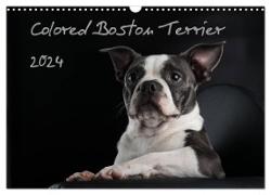Colored Boston Terrier 2024 (Wandkalender 2024 DIN A3 quer), CALVENDO Monatskalender