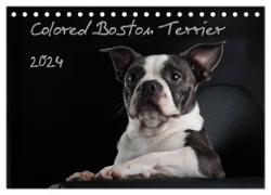 Colored Boston Terrier 2024 (Tischkalender 2024 DIN A5 quer), CALVENDO Monatskalender