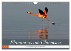 Flamingos am Chiemsee (Wandkalender 2024 DIN A4 quer), CALVENDO Monatskalender