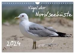 Vögel der Nordseeküste (Wandkalender 2024 DIN A4 quer), CALVENDO Monatskalender