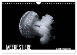 Meerestiere Bilder in Schwarz Weiss (Wandkalender 2024 DIN A4 quer), CALVENDO Monatskalender
