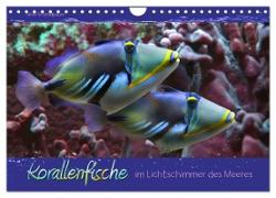 Korallenfische im Lichtschimmer des Meeres (Wandkalender 2024 DIN A4 quer), CALVENDO Monatskalender