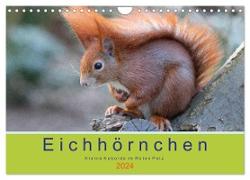 Eichhörnchen - Kleine Kobolde im Roten Pelz (Wandkalender 2024 DIN A4 quer), CALVENDO Monatskalender