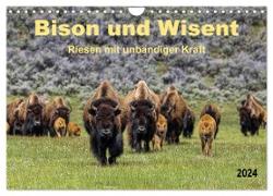 Bison und Wisent - Riesen mit unbändiger Kraft (Wandkalender 2024 DIN A4 quer), CALVENDO Monatskalender