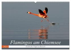 Flamingos am Chiemsee (Wandkalender 2024 DIN A2 quer), CALVENDO Monatskalender