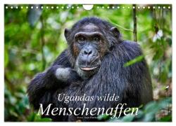 Ugandas wilde Menschenaffen (Wandkalender 2024 DIN A4 quer), CALVENDO Monatskalender